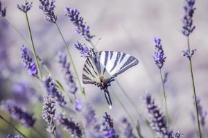 provence-lavande